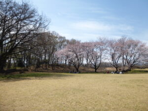 城址公園の桜