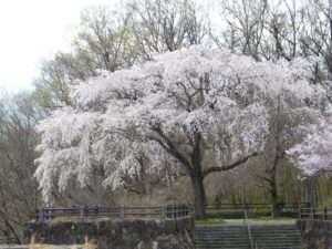 城址公園の1本桜