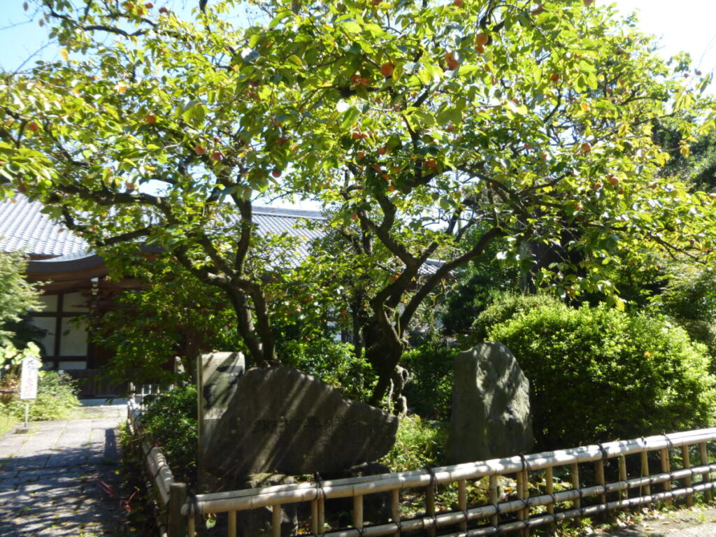 禅寺丸の木